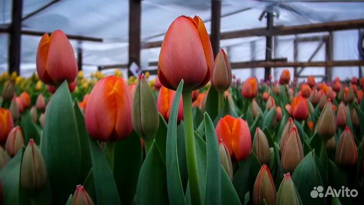 Махровые тюльпаны оптом