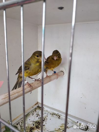 Канарейки