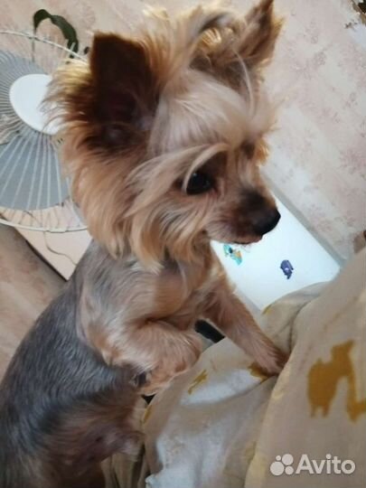 Йоркширский терьер