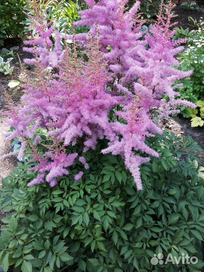 Многолетние цветы и цветущие кустарники