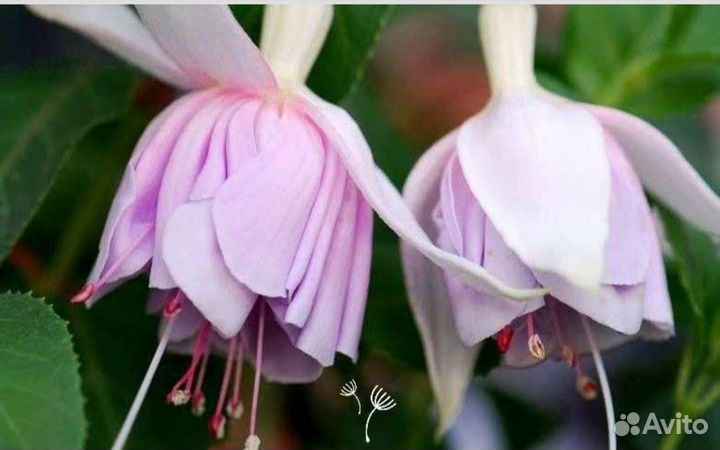 Фуксии сортовые