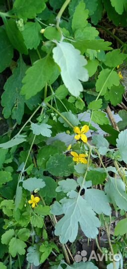 Чабрец или тимьян трава