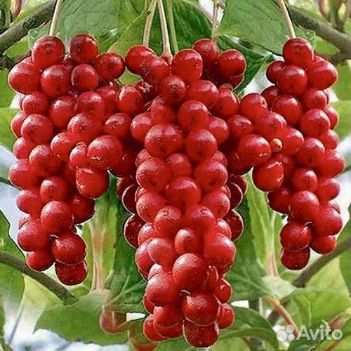 Саженцы лимонника китайского