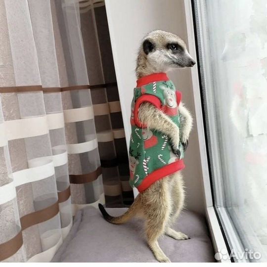 Сурикат одежда: футболки, шлейки