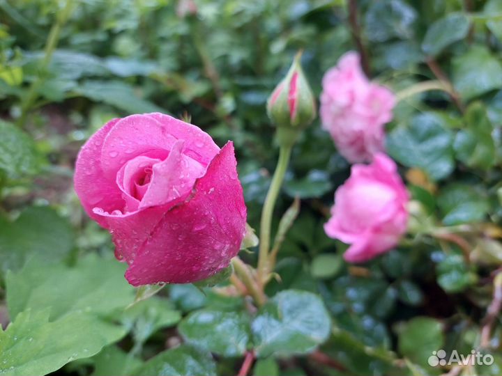 Розы саженцы (на осень)