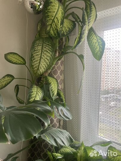 Комнатные офисные растения цветы