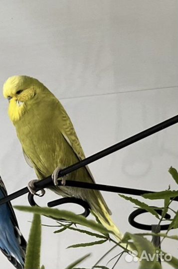 Выставочный попугай чех