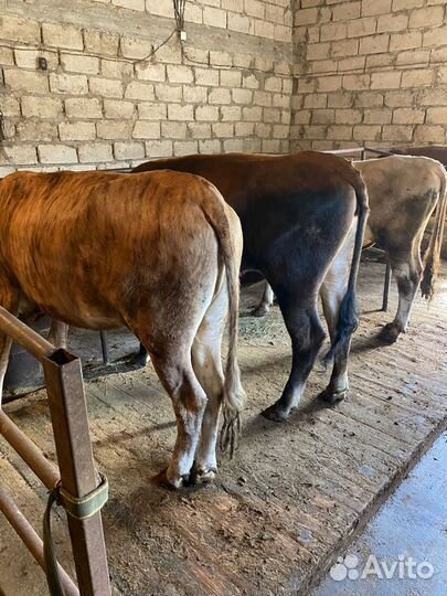 Молодые телки