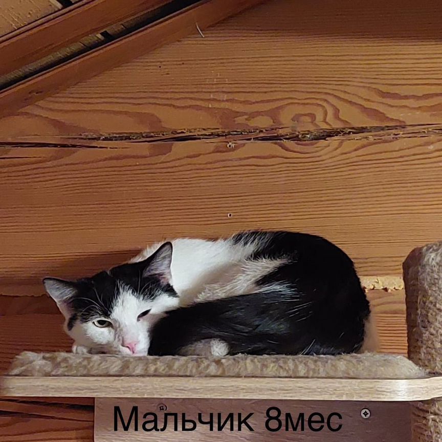 Котенок Кот 8 мес