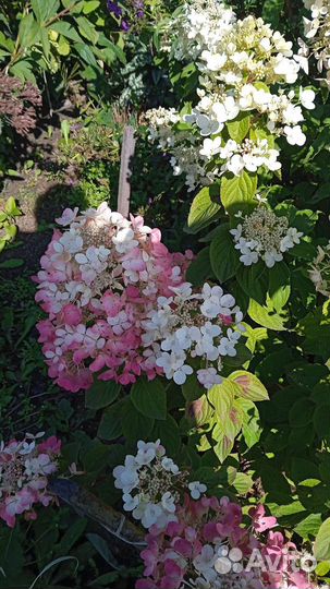 Гортензия метельчатая черенки