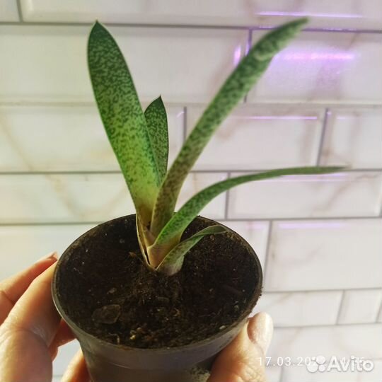 Суккуленты