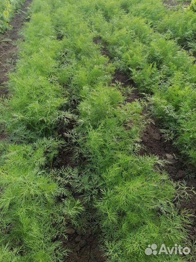 Зелень, лук зеленый, шпинат, салат, укроп, кинза