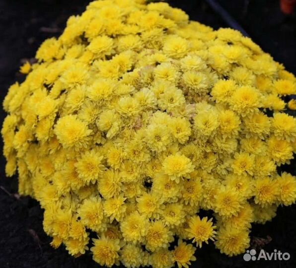 Хризантема шаровидная (мультифлора)
