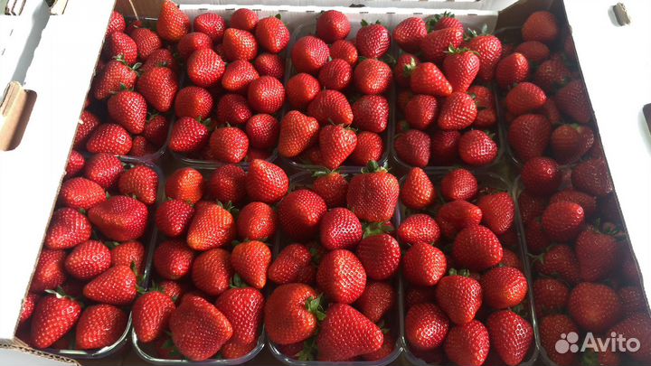 Аренда теплиц с клубникой