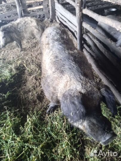 Венгерская мангалица на племя