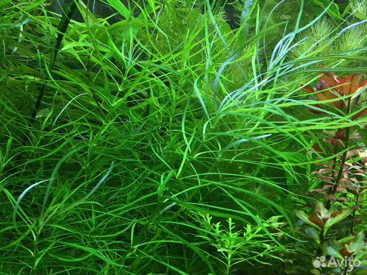 Растения для аквариума