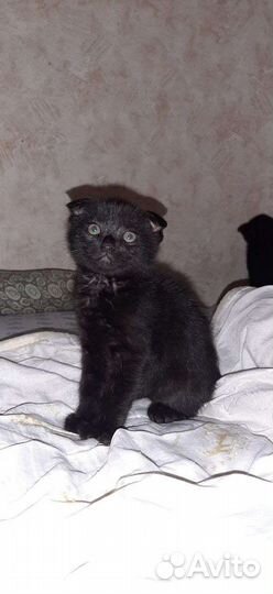 Котята бесплатно