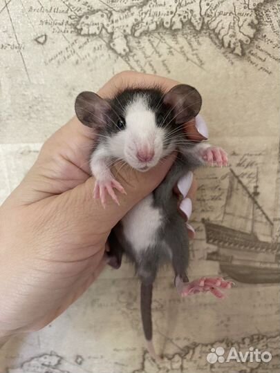 Ручные Крысята Дамбо много окрасов