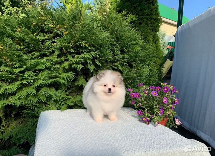 Померанский шпиц