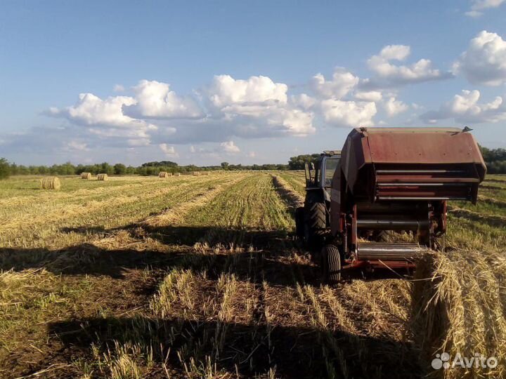 Суданка сено