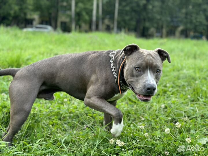 Амстафф вязка