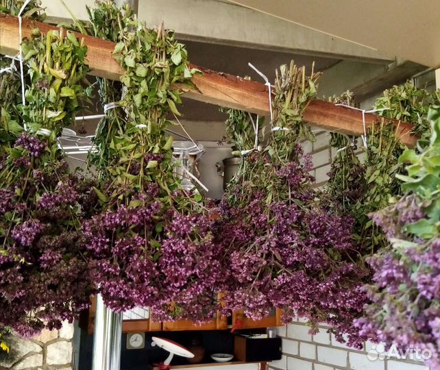 Травы для бани