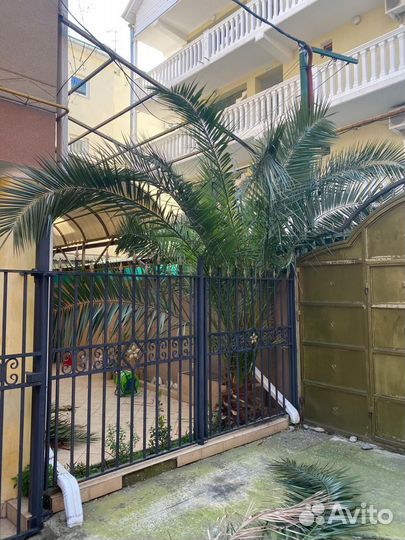 Финиковая пальма