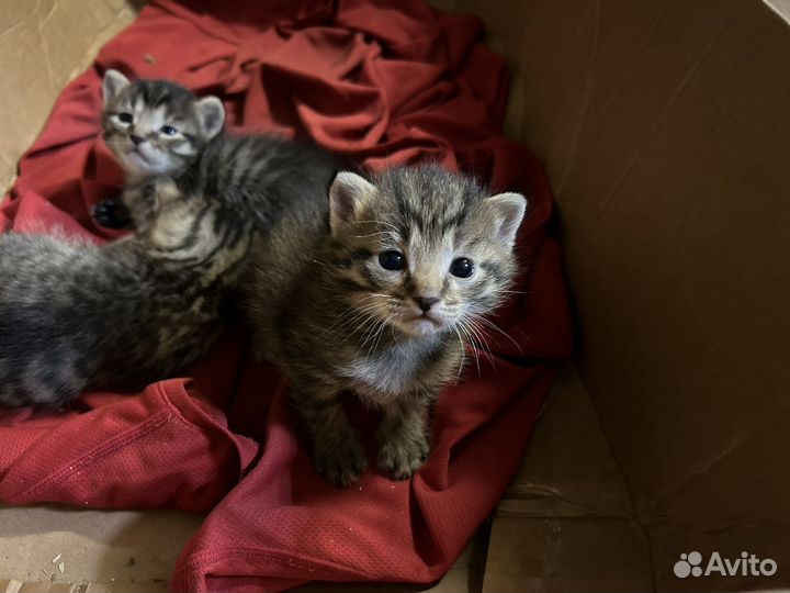 Котята в добрые руки бесплатно