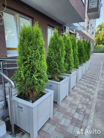 Кашпо для туи