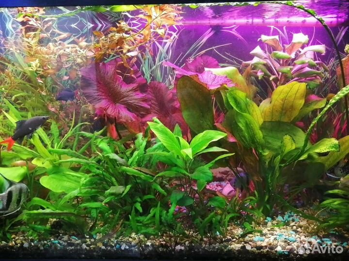 Аквариумные растения и улитки