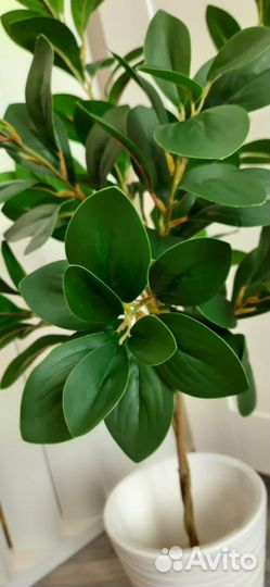 Искусственное растение/цветок. Фикус