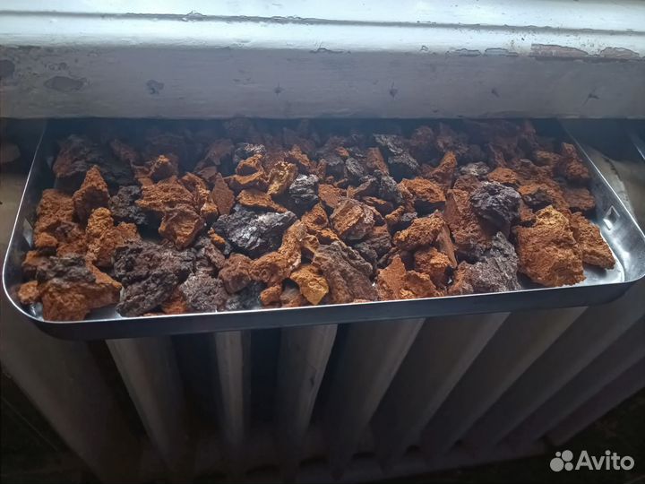 Чага берёзовая