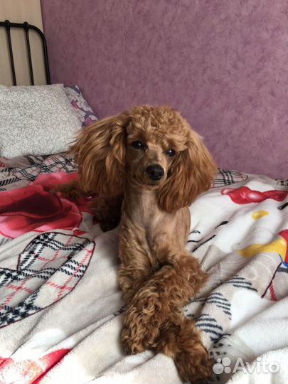 Вязка пудель