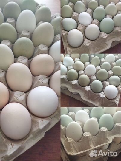 Домашние куриные яйца