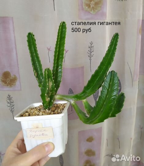 Суккуленты