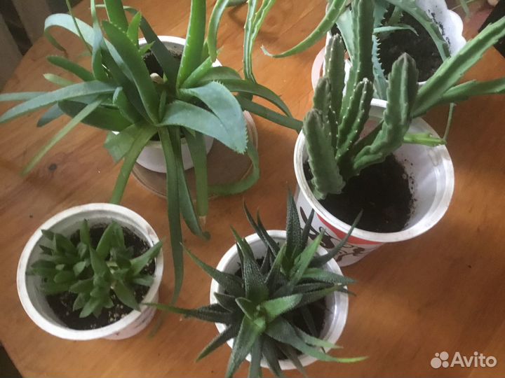 Суккуленты