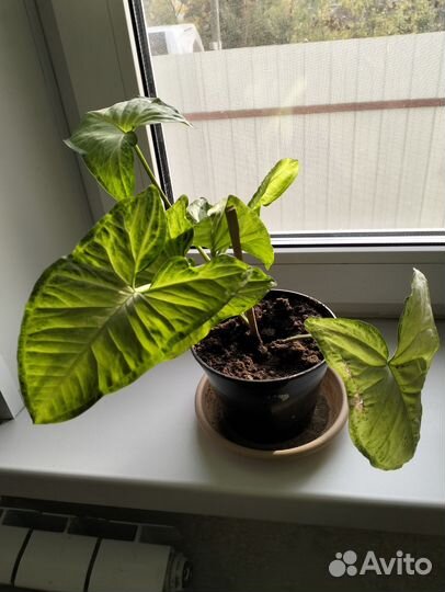 Ктенанта Бурле маркса, Сингониум баттерфляй