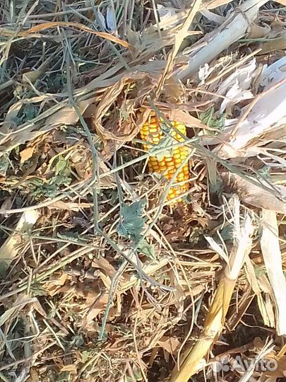 Сено луговое в тюках скукурузой