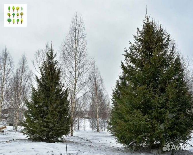 Саженцы ели