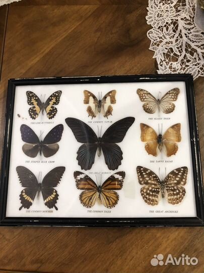 Бабочки, коллекция 9 бабочек в рамке