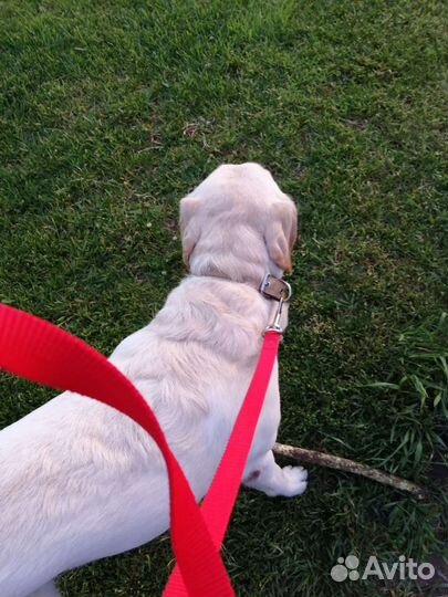 Выгул собак/Выгульщик