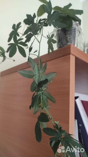 Пассифлора маракуйя