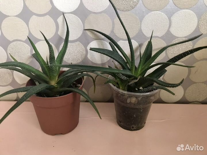 Детки хавортии, суккуленты