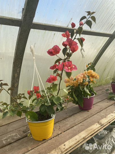 Бугенвиллия