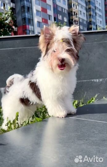 Цветной йорк биро