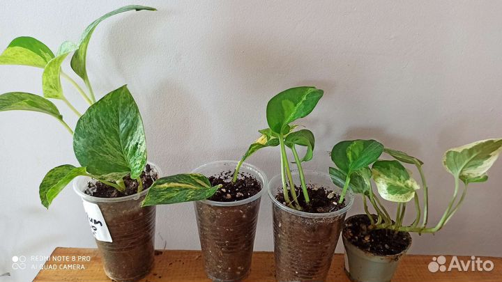 Сциндапсус, Эпипремнум, набор