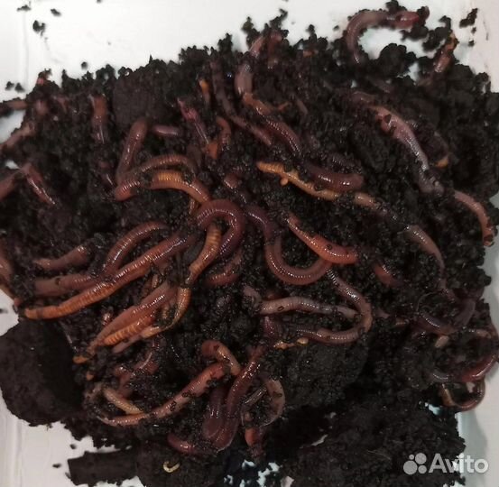 Червь навозный