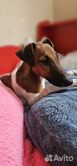 Фокстерьер гладкошерстный