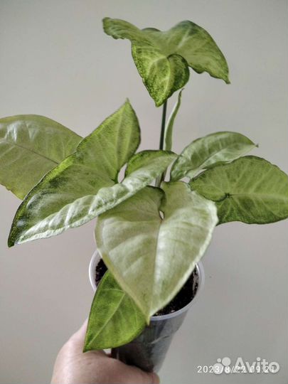 Сингониум Белая бабочка