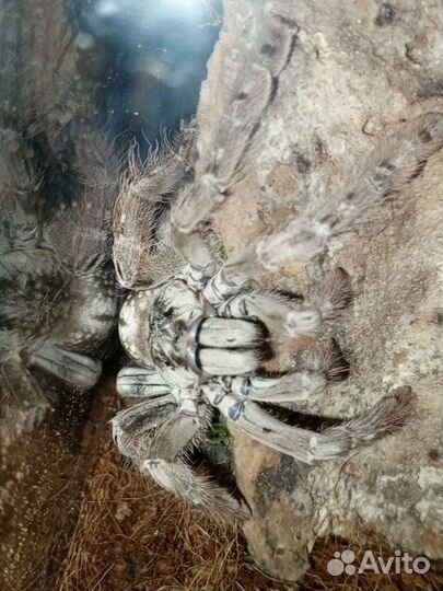 Heteroscodra maculata. Архангельск-Новодвинск